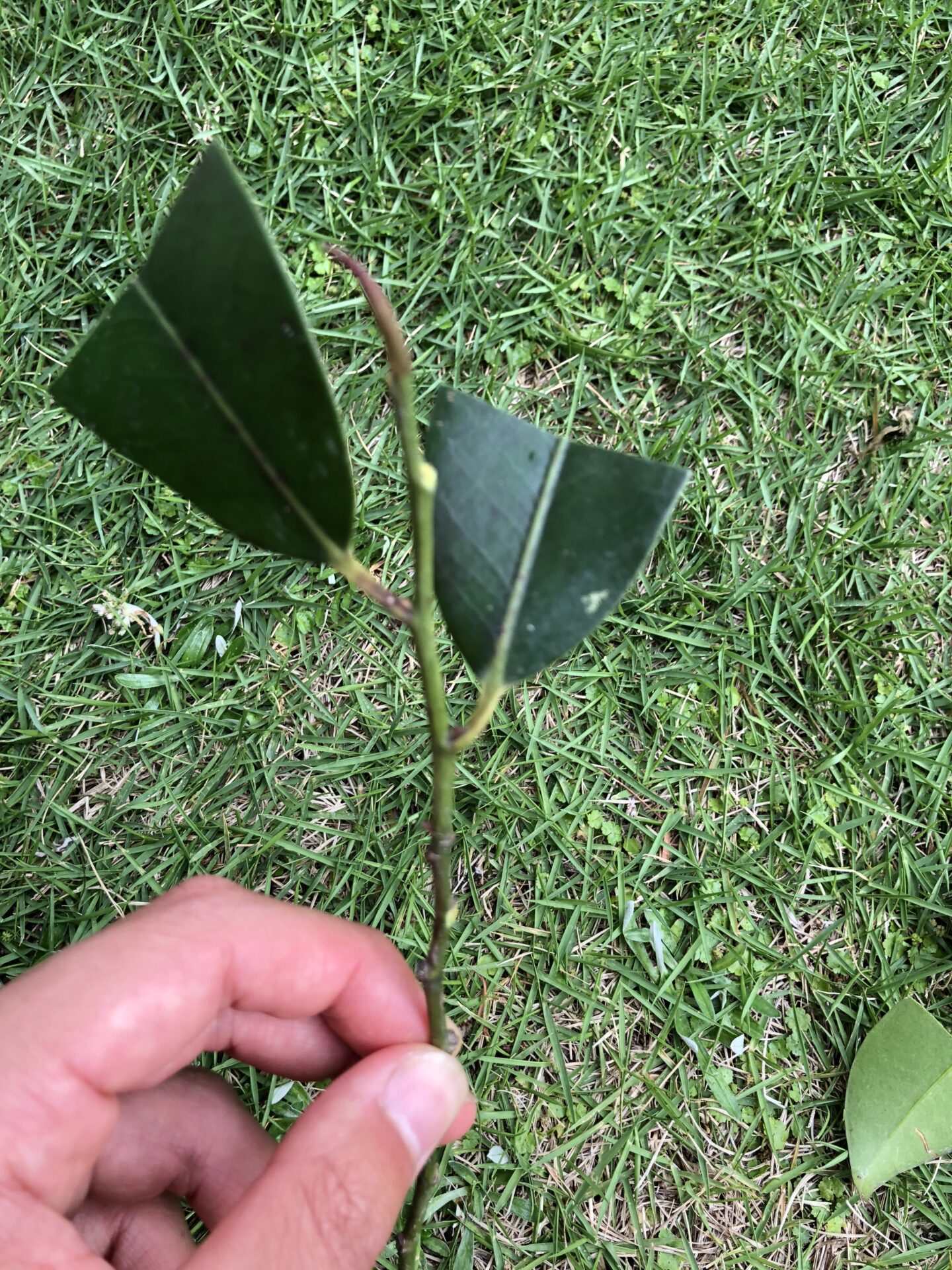 榊(さかき )挿し木の方法は?時期や水の量は重要?榊の増やし方,育て方はとても簡単! - On the way to be A farmer ...