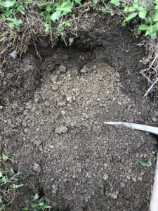 榊の植え方や育て方 苗木の植え付けの時期は 写真付きで工程を説明 On The Way To Be A Farmer 脱サラ代榊農家への挑戦