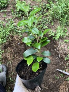 榊の植え方や育て方 苗木の植え付けの時期は 写真付きで工程を説明 On The Way To Be A Farmer 脱サラ代榊農家への挑戦