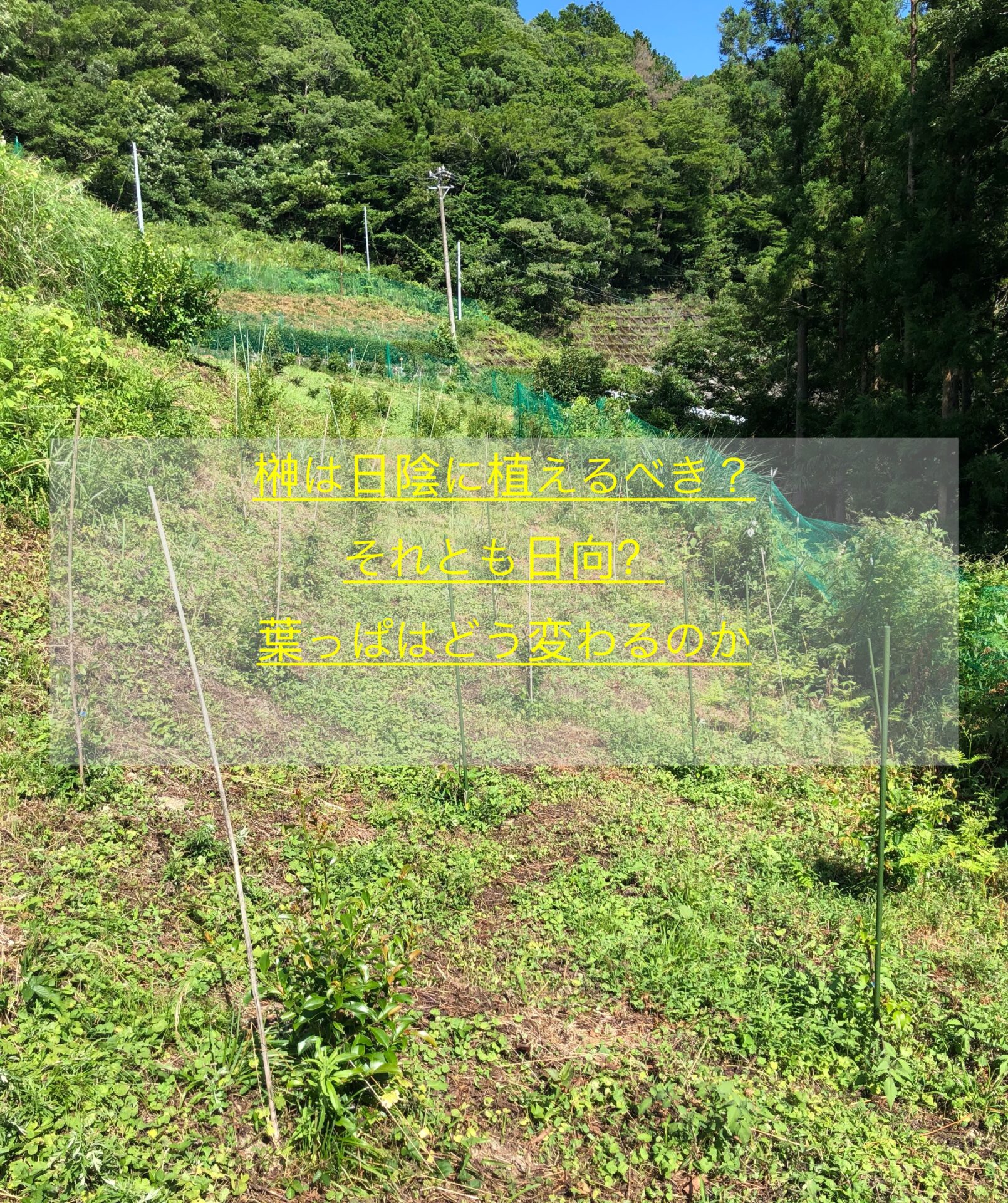 榊を植える場所 植えてはいけない場所は 日陰と日向で比較 On The Way To Be A Farmer 脱サラ代榊農家への挑戦