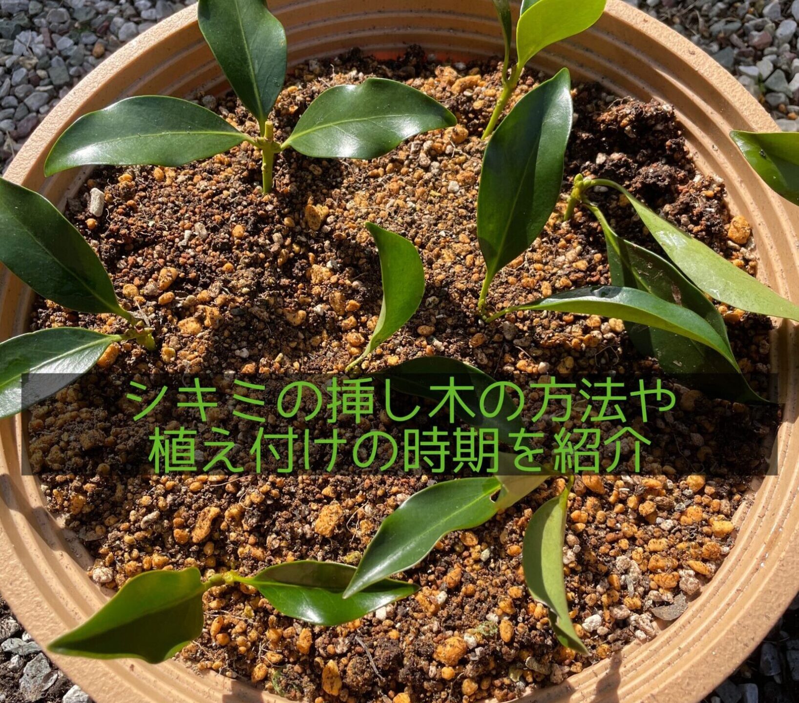 シキミ挿し木の方法,適した時期は?根が張りやすいやり方を紹介! | On the way to be a farmer/榊農家への挑戦