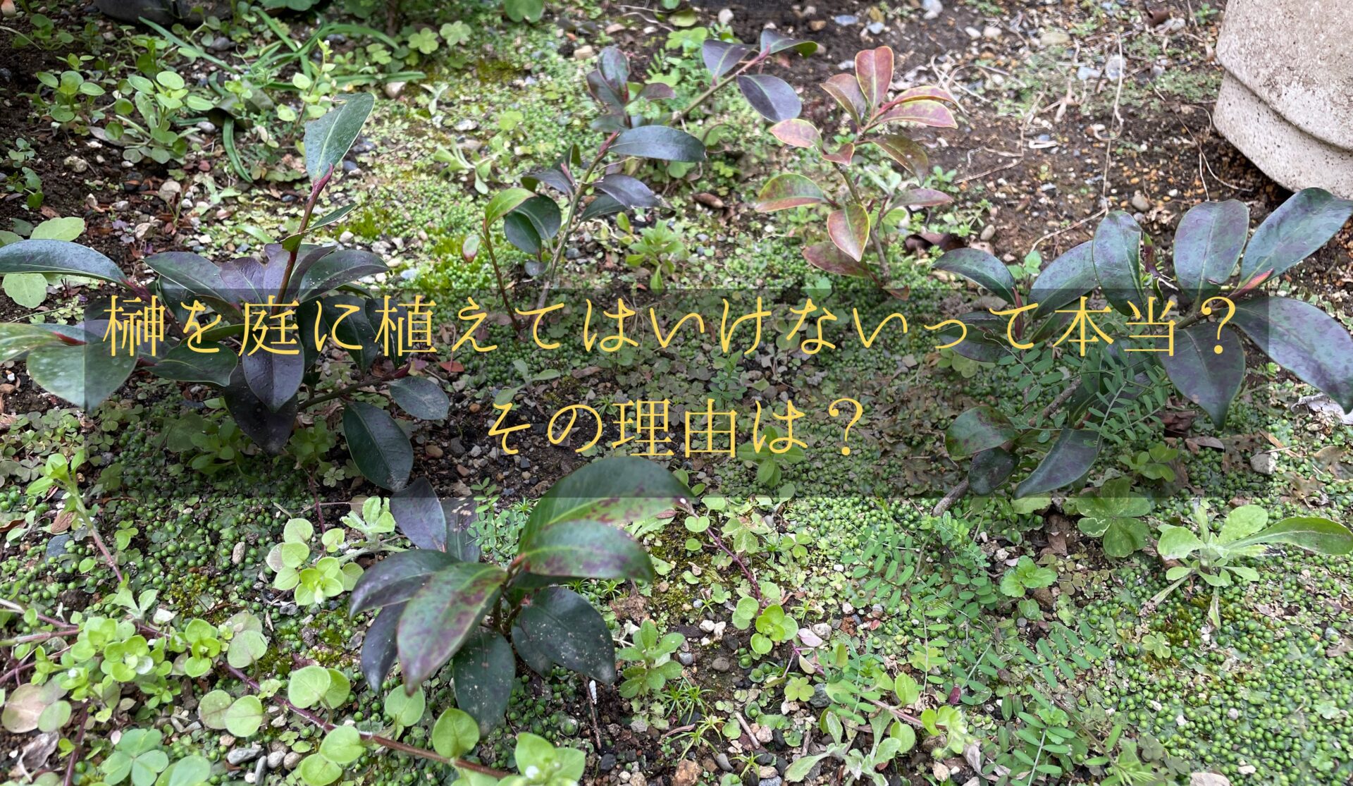 榊を家の庭に植えてもいいですか？