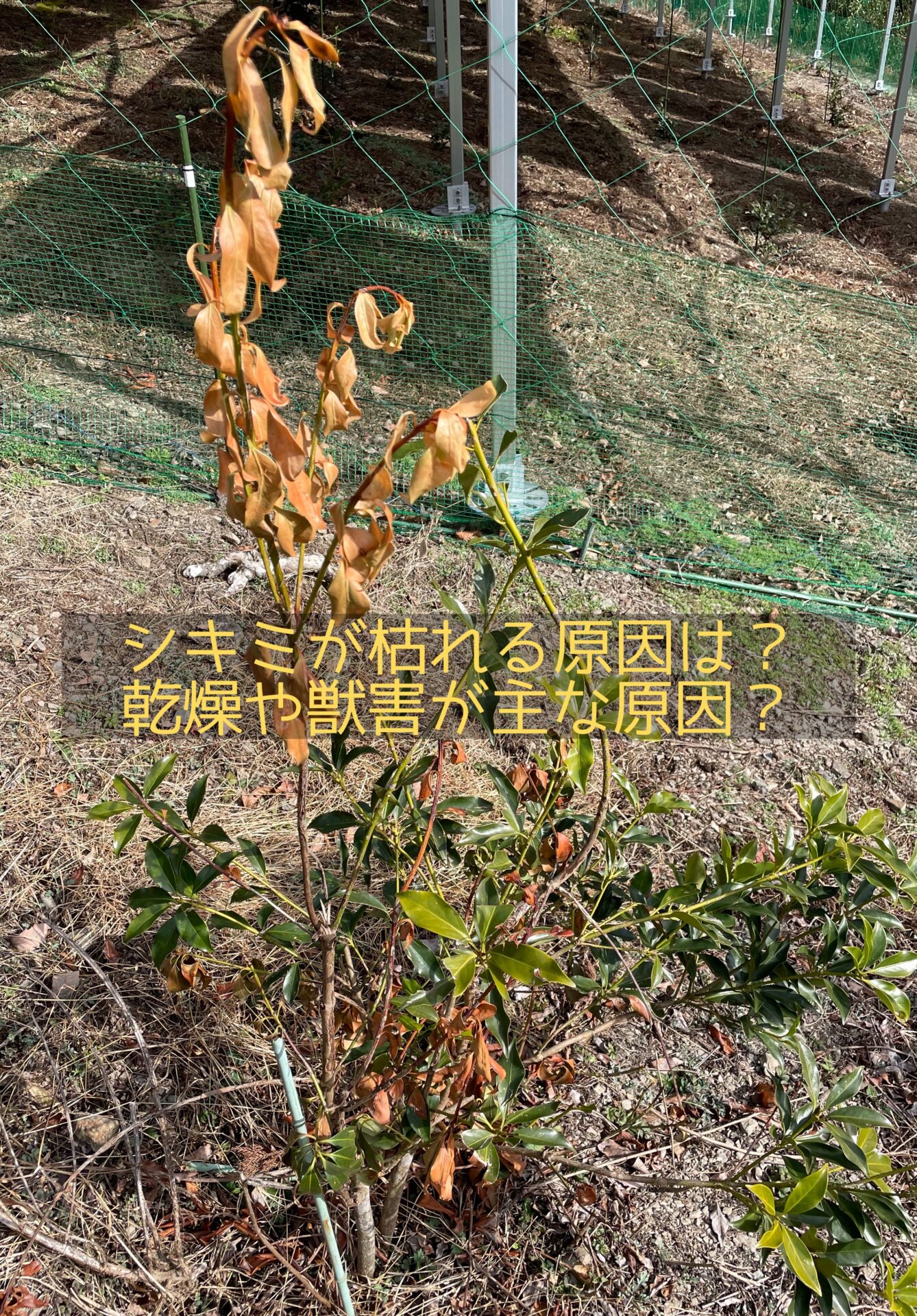 シキミ枯れる原因や対処法を写真と共に紹介!育て方,乾燥,獣害が原因? | On the way to be a farmer/榊農家への挑戦