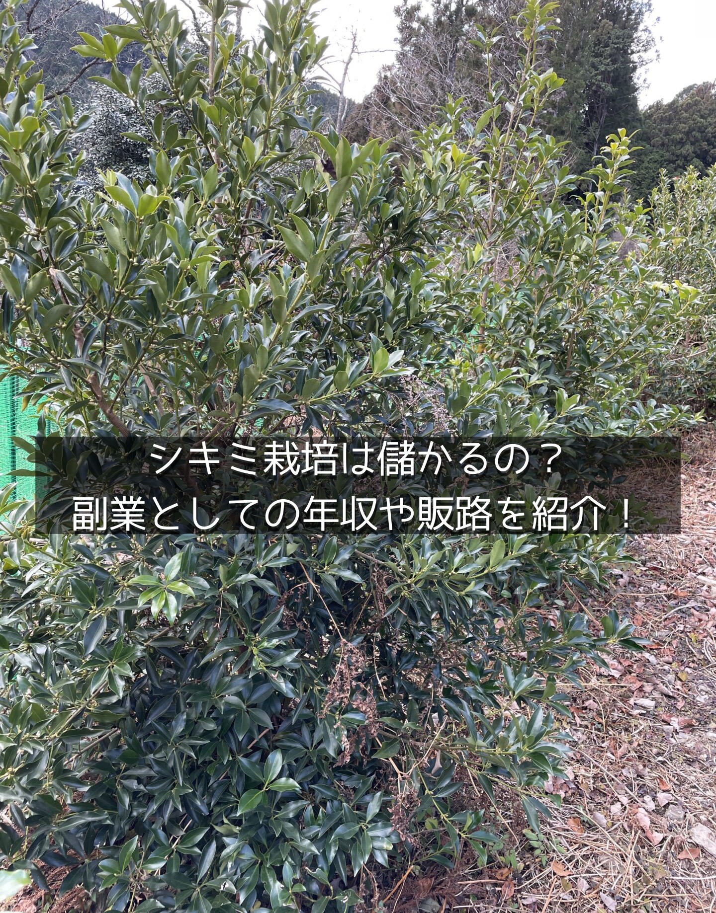 シキミ栽培儲かる?年収や販路,副業には十分なのか | On the way to be a farmer/榊農家への挑戦
