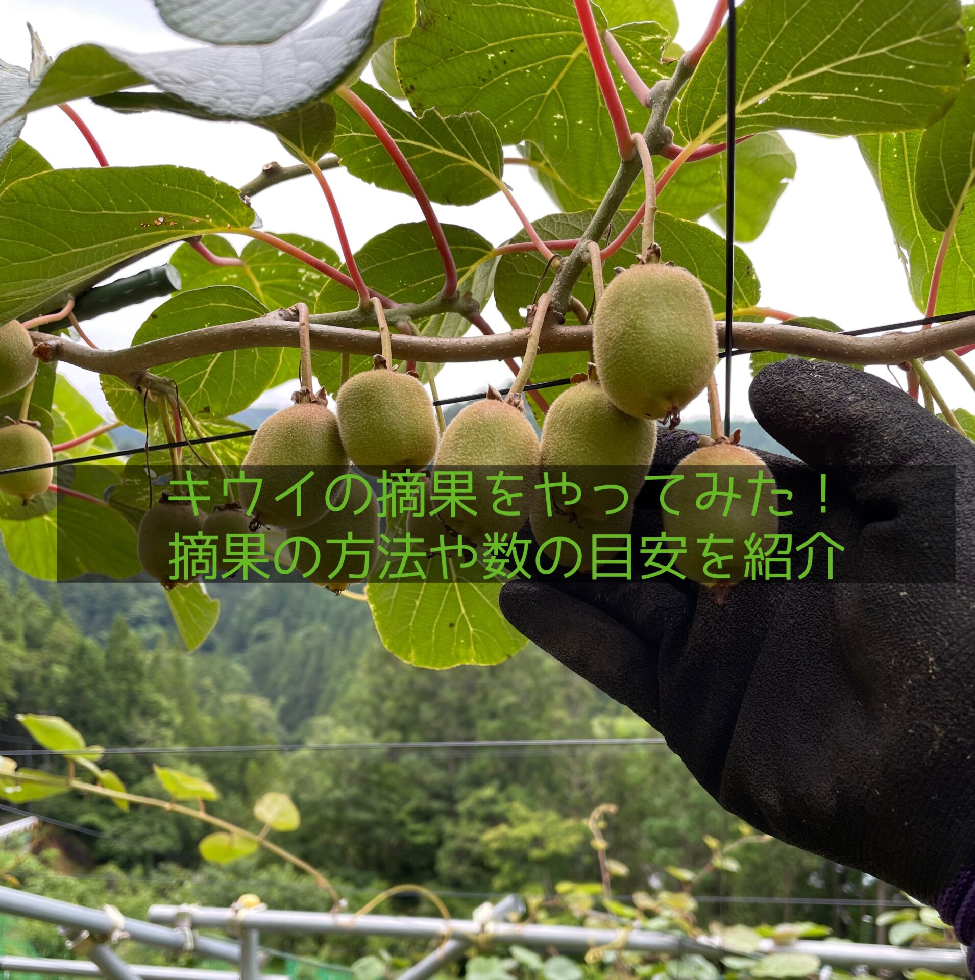 キウイ摘果方法や時期を紹介!間引きして実を大きくしよう | On the way to be a farmer/榊農家への挑戦