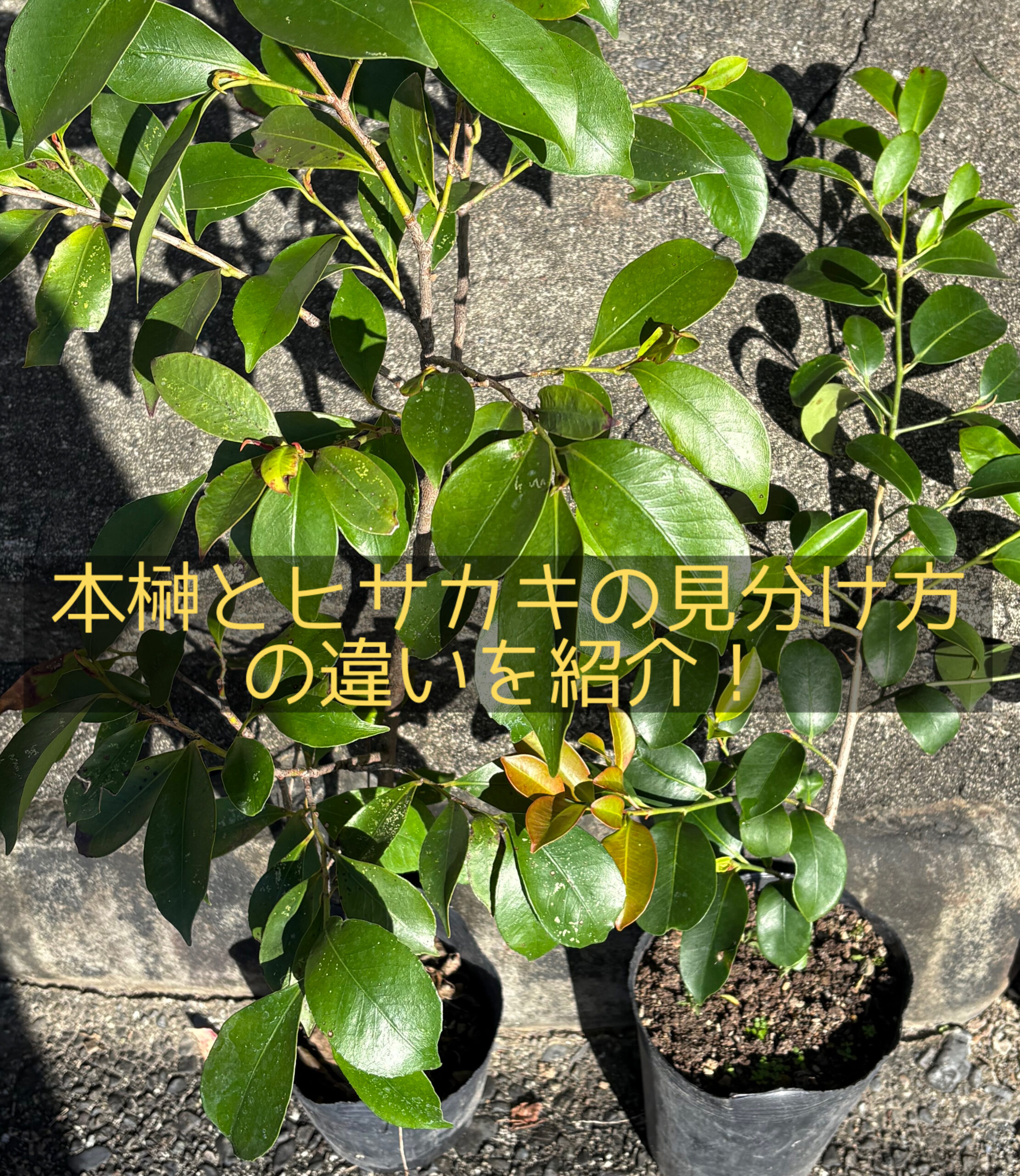 本榊とヒサカキの違い,見分け方を解説 | On the way to be a farmer/榊農家への挑戦