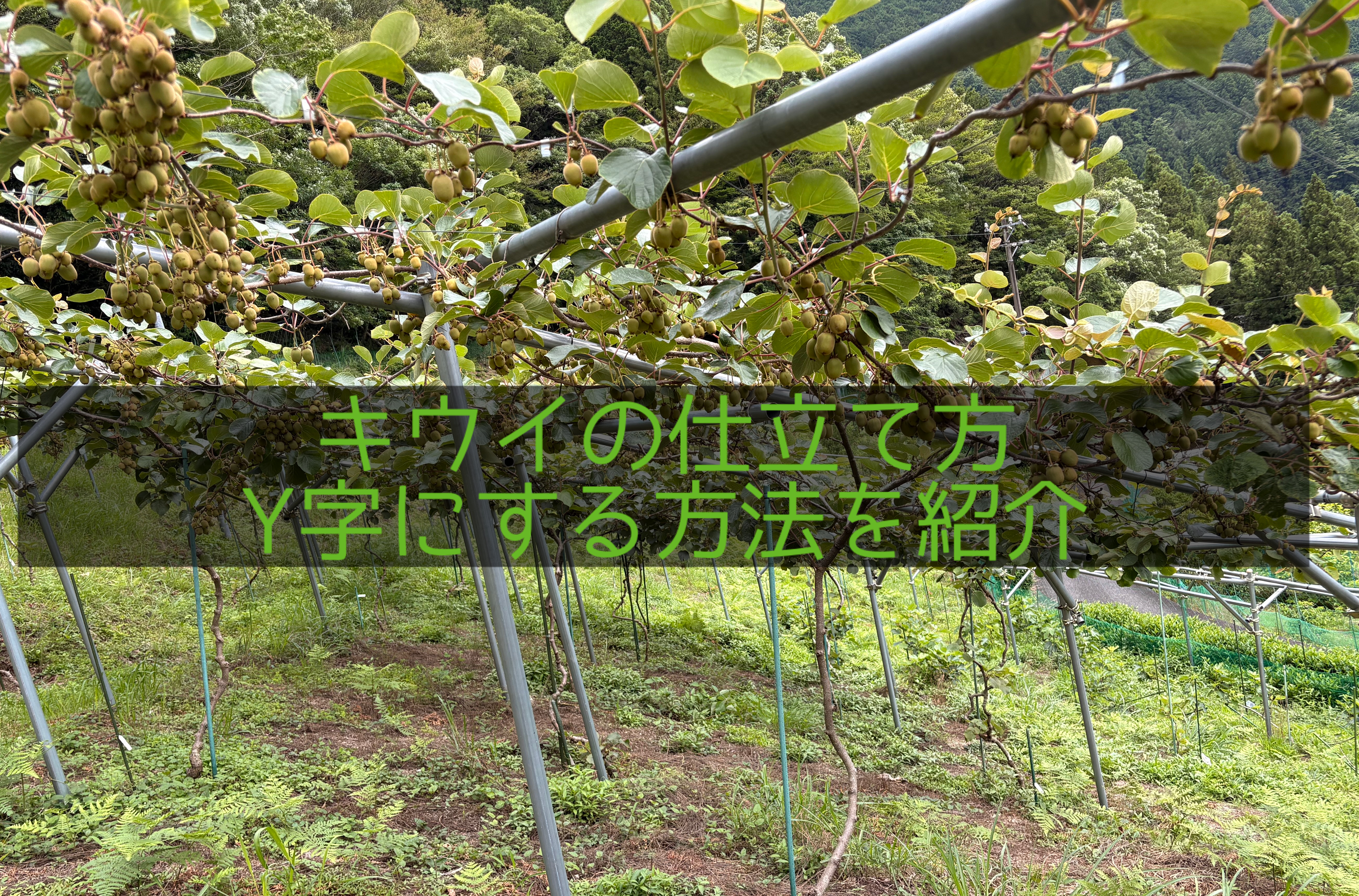 キウイ棚の様子
