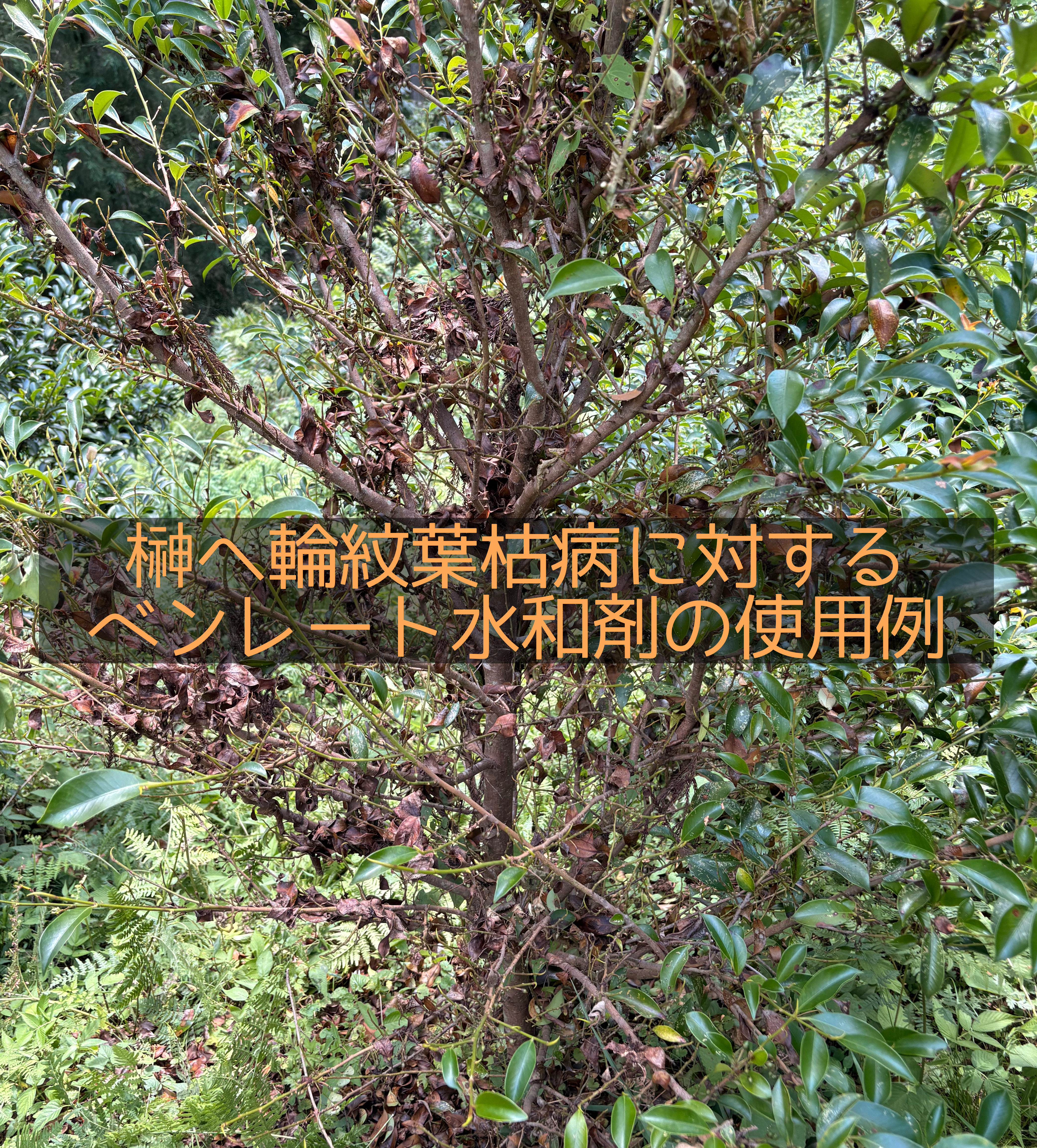 榊