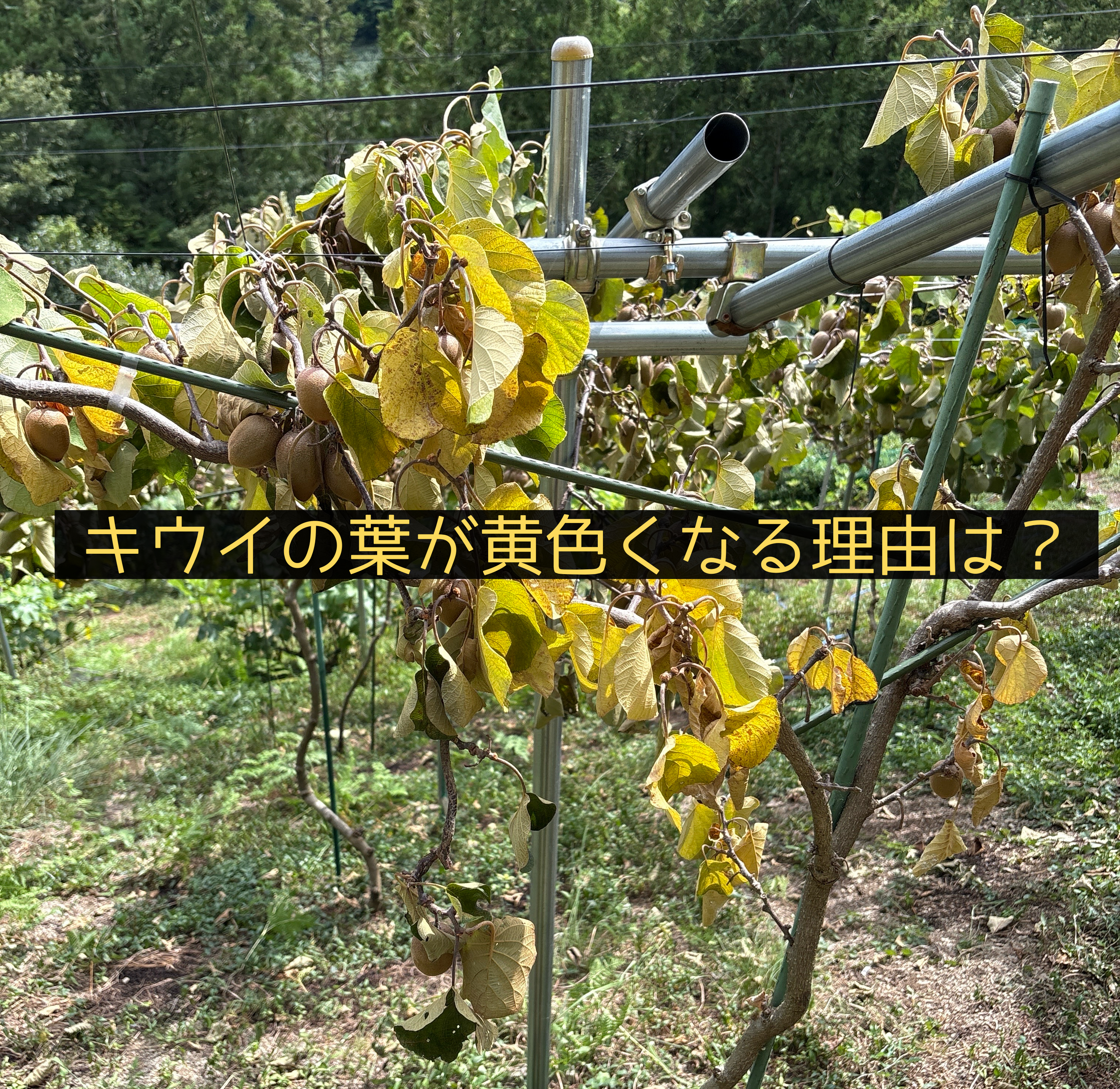 キウイ畑