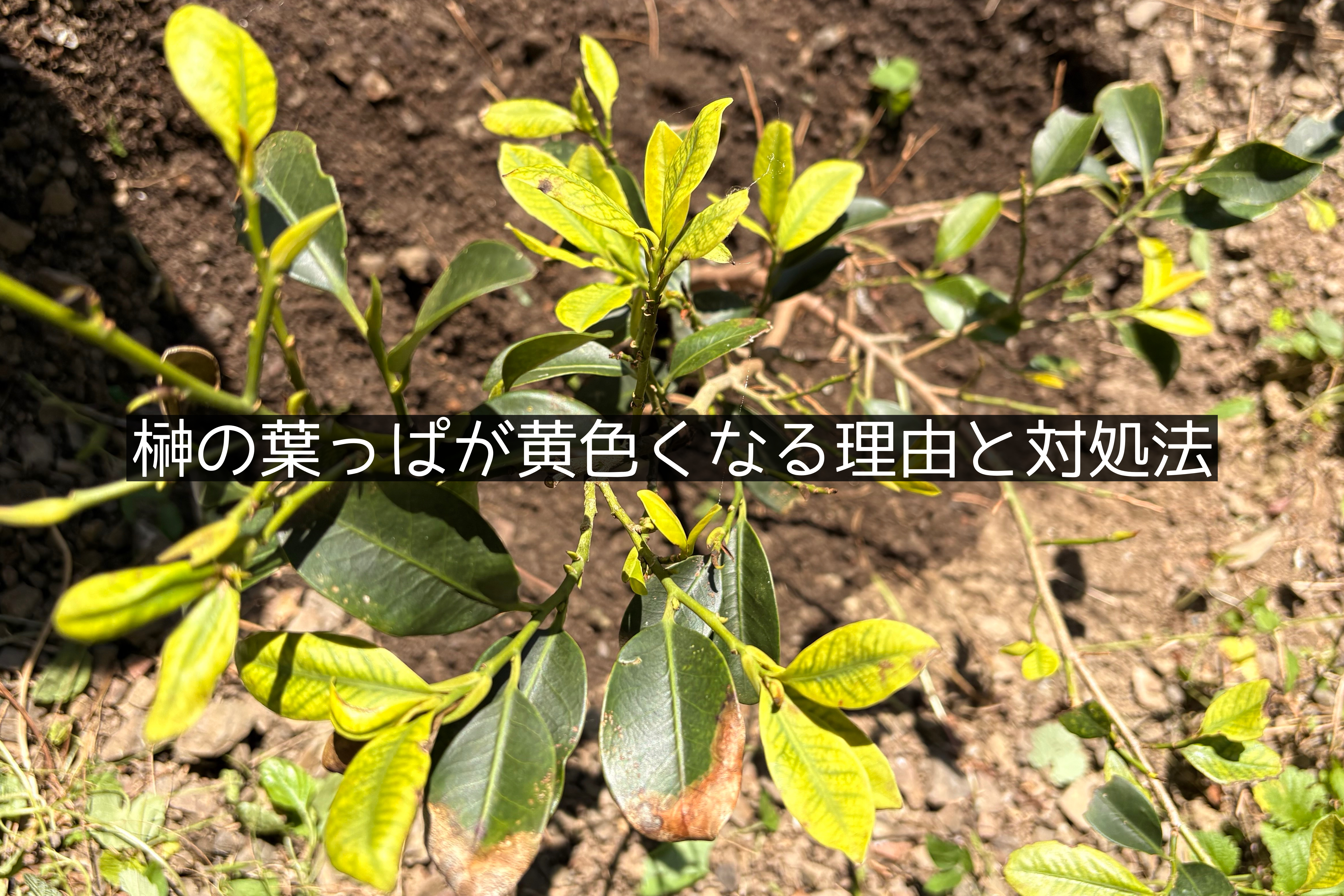 榊の黄色になった葉