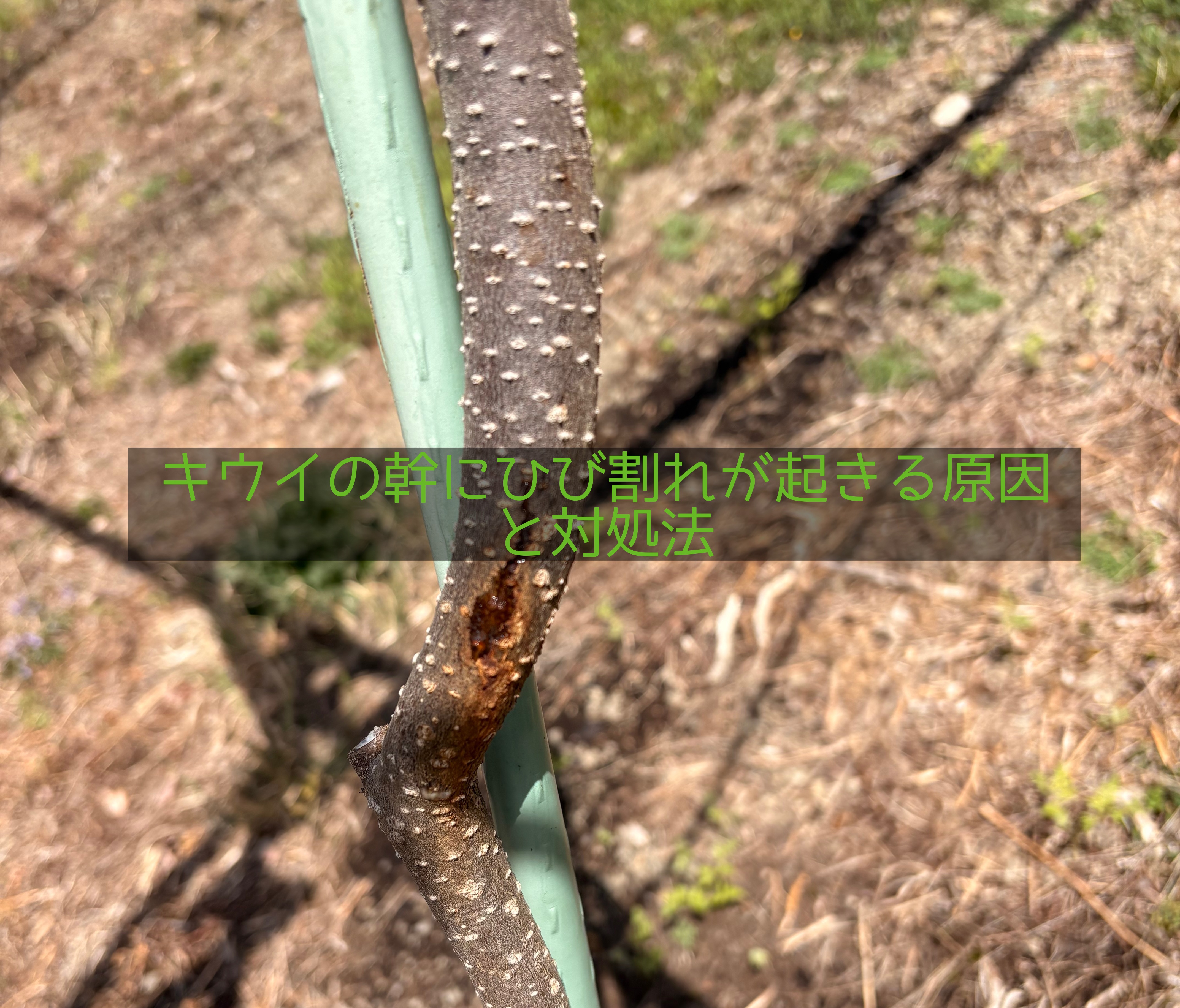 キウイの亀裂