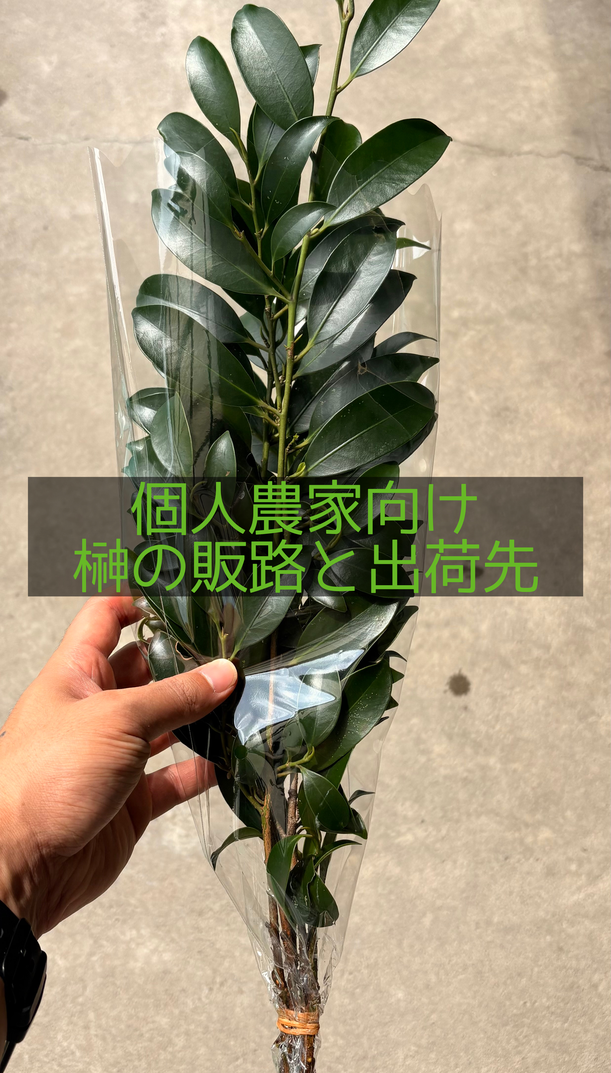 榊