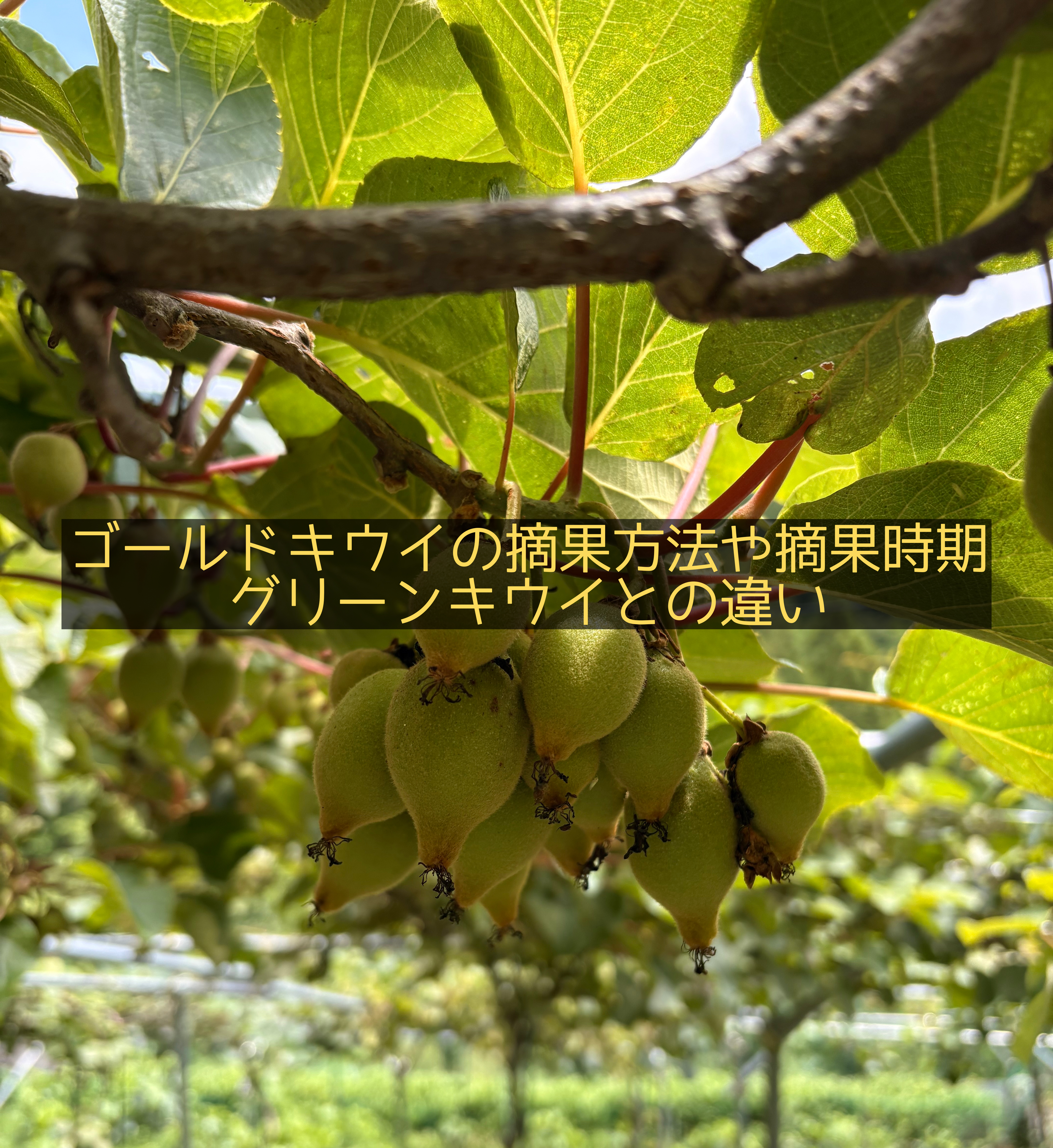 ゴールドキウイ