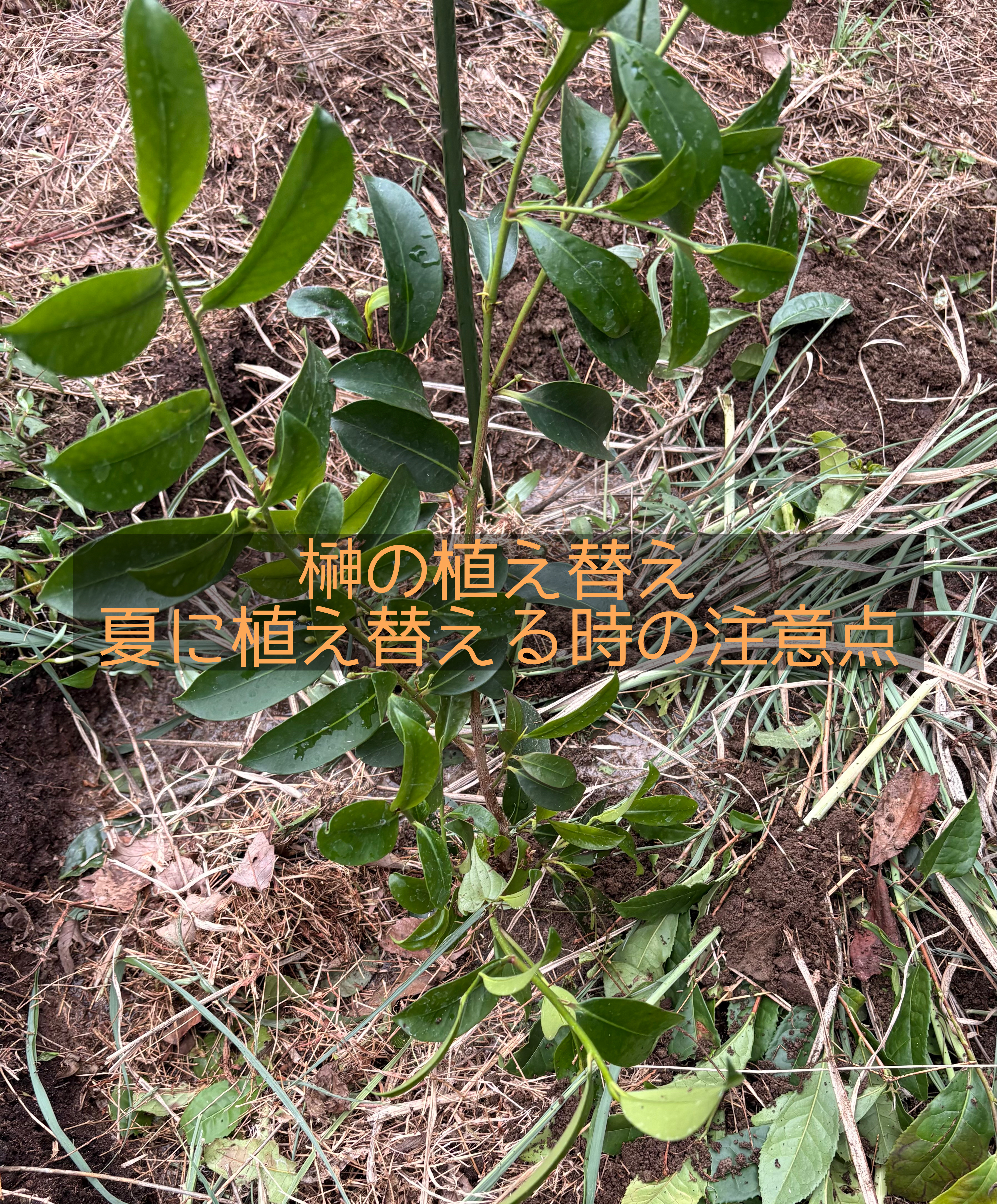 榊の苗
