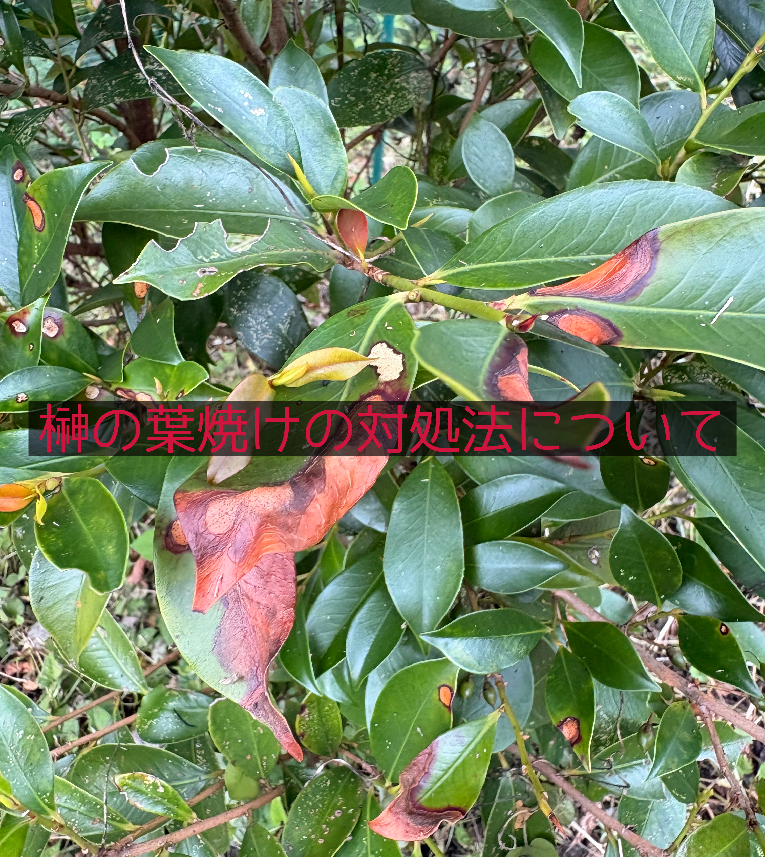榊の葉