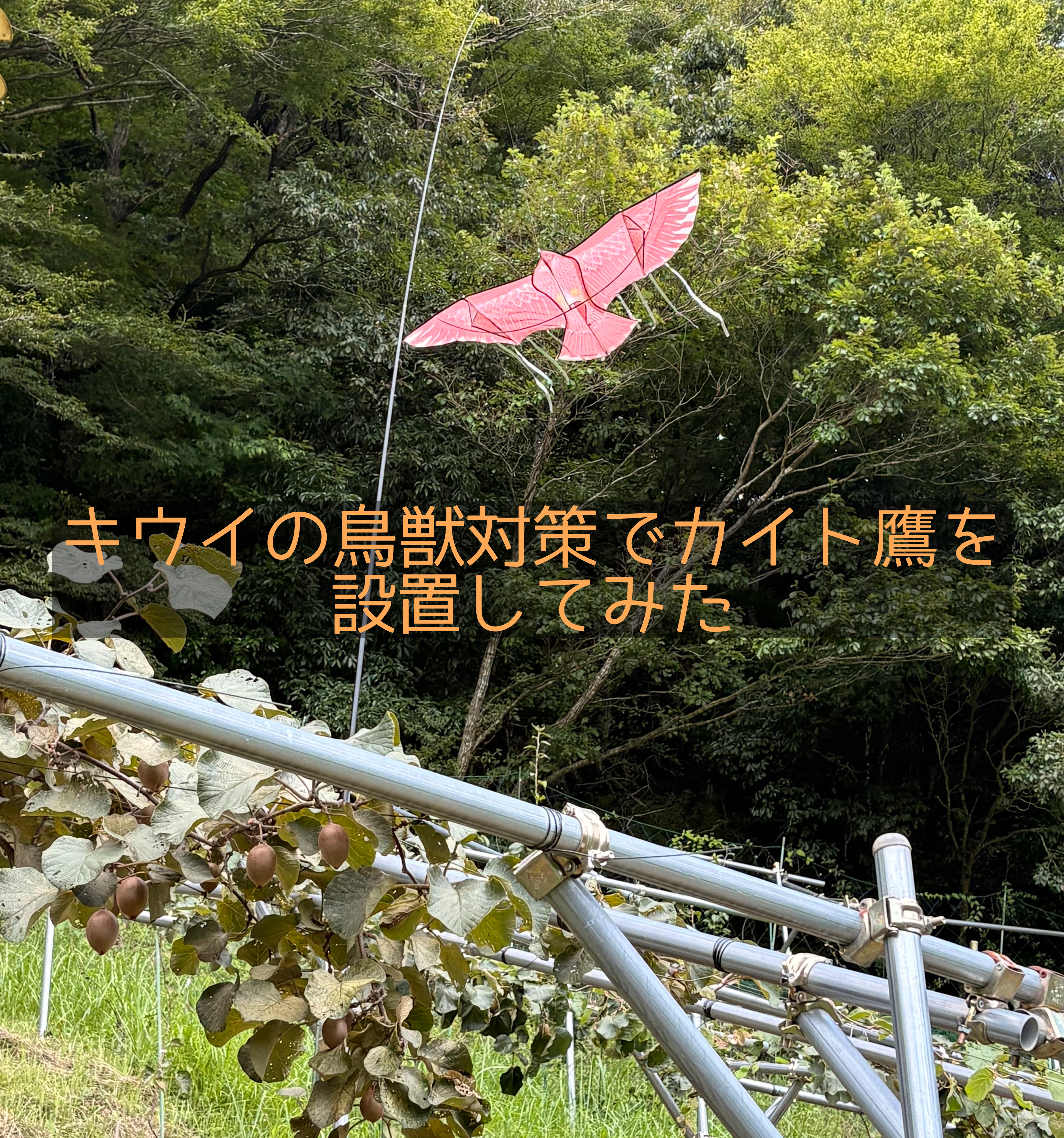 カイト鷹