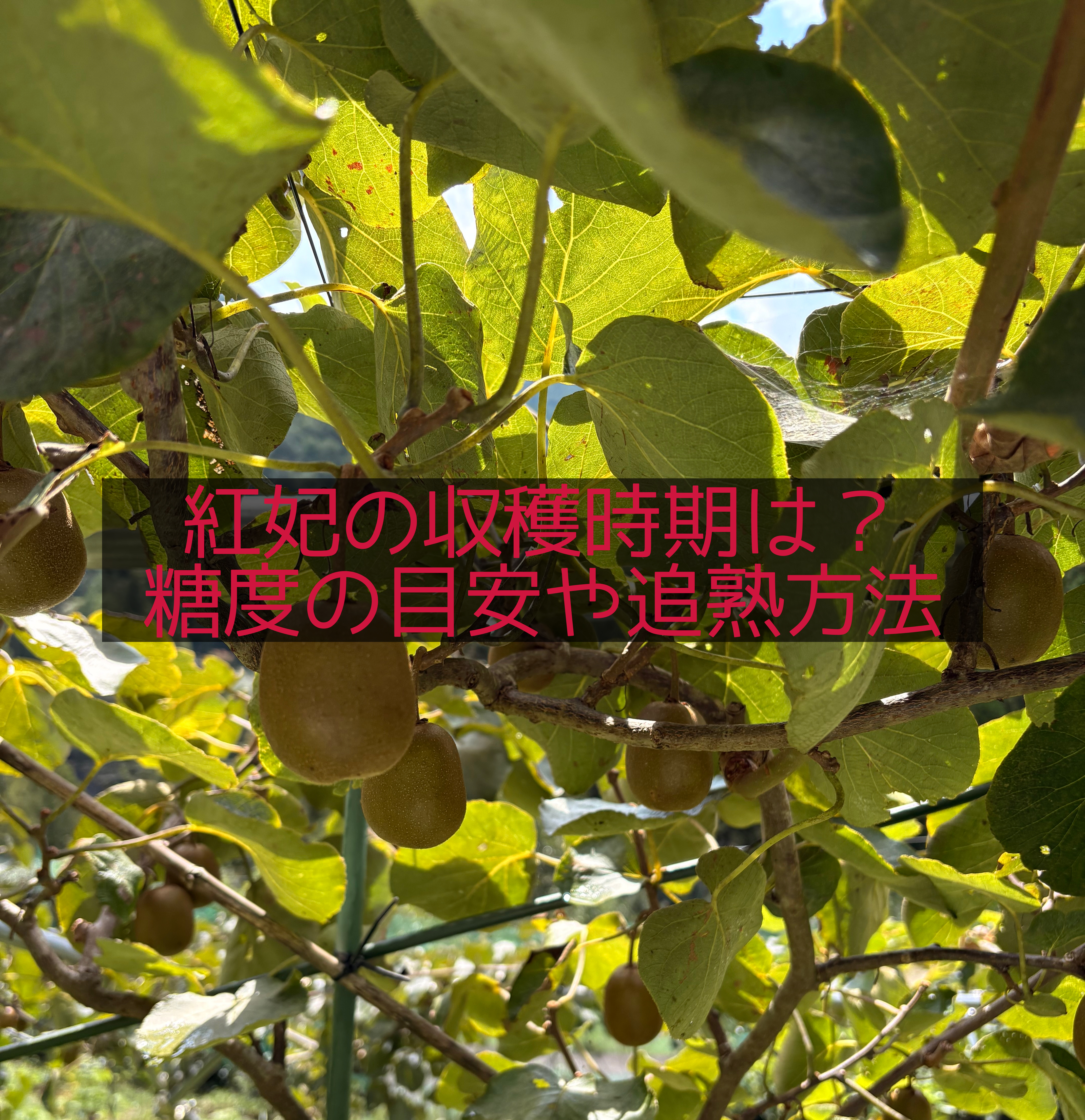 紅妃キウイ